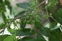 Schleichera trijuga